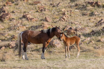 Naklejka na ściany i meble Wild Horse Stallion Checks Out a Young Foal in Utah