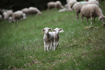 Obraz premium Lämmer