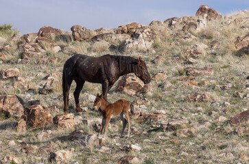 Wild Horse Stallion Checks Out a Young Foal in Utah