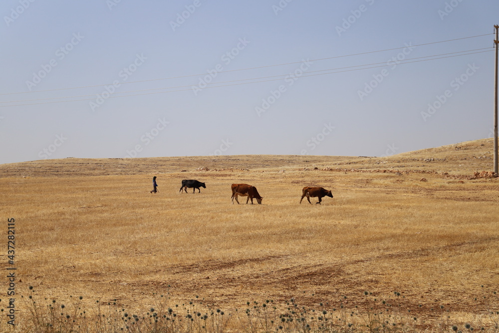 Sticker herd of cows