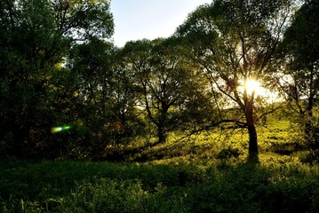 Summer walk in the forest .