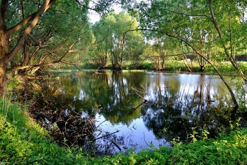 Summer walk in the forest .