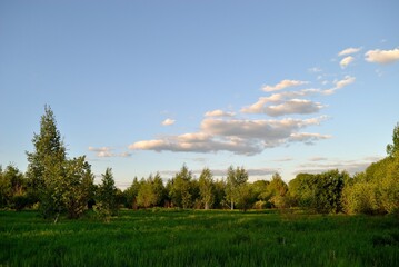 Obraz premium Summer walk in the forest .