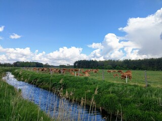 Fototapeta premium Landscape with a river. A herd of cows grazing in the field.
