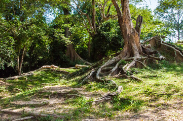 Kambodscha. Teil der Tempelanlage von Angkor Wat.   Detailansicht eines etwas abseits gelegenen Tempels.