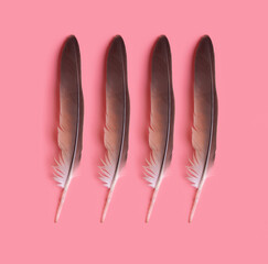 Black feather on pink background.