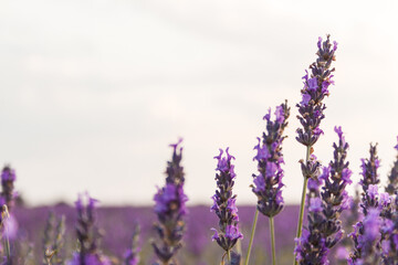 Obraz premium Campo de lavanda
