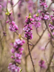 Strauch des giftigen Seidelbastes mit violetten Blüten an den Zweigen.