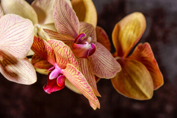 Floral concept.  Orchids blossom close up. Orchid flower pink and yellow bloom. Phalaenopsis orchid.Beautiful blooming orchids