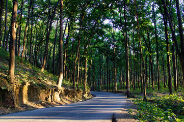 A turning road in the mountains near Premnagar surrounded with trees located in the city Dehradun in the Uttrakhand state of India. The state is right at the foothill of himalayas.