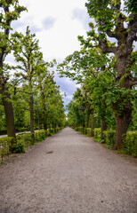 Treeline avenue with a pathway in the middle. A row of trees in a park. Tranquility and serene scene. Schonbrunn palace gardens in Vienna