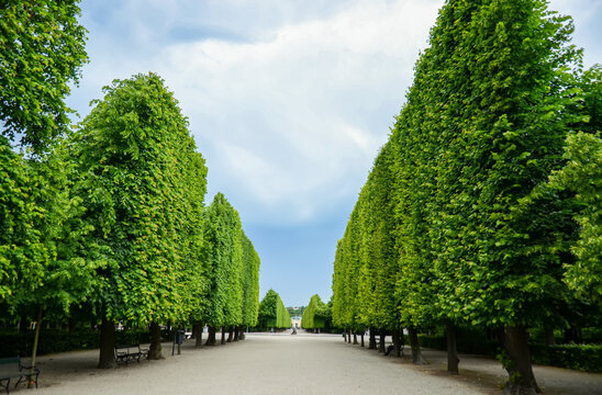 Garden set within the grounds of Schonbrunn Palace garden in Vienna. Treelined avenue with topiary trees. Barrier, oppress, and escape concept.