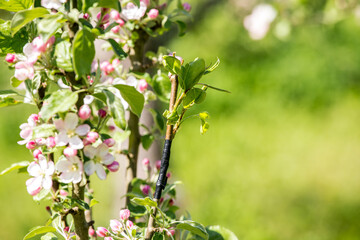 Fruit tree propagation concept, pear tree propagated to apple tree in spring. Whip and tongue grafting technique using polythene tape.
