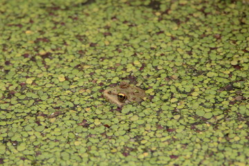 Rana oculta entre hojas de una charca