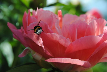 hommel an pfingstrose