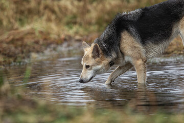 Dog drinking from a rain puddle at nature