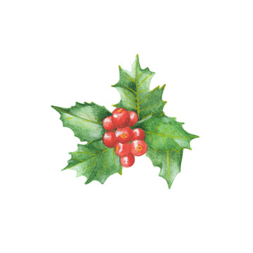 Watercolor clipart holly leaves and berries. Hand draw illustration mistletoe. new year 2022