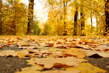 Fallen yellow autumn leaves on the asphalt road in the park Small foliage. Plants. Autumn....