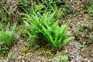 Fototapeta premium Farn