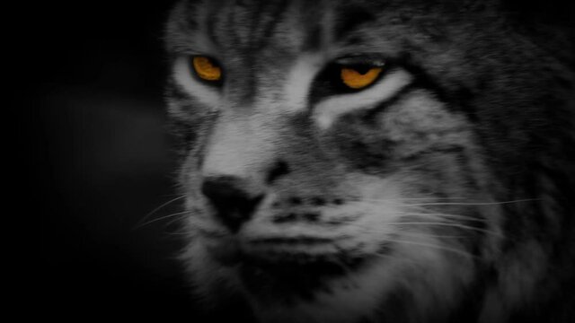 Wild Cat Lynx With Orange Eyes Abstract