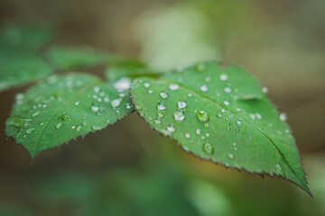 Closeup of the water droplets on the green leafs