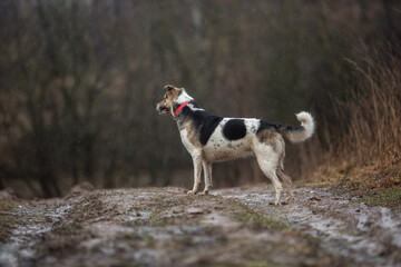 Mixed breed dog at walk on dirty country road
