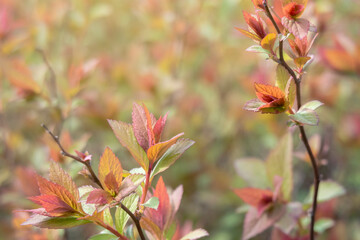 Young leaves green and red. Branches of bush in spring season. Nature background. Selective focus.
