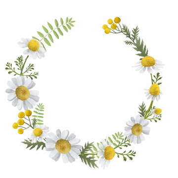 Hand drawn wreath with camomile and herbs isolated on white background. Spring summer decor frame. Design element for invitations, greeting cards, cosmetic and other.