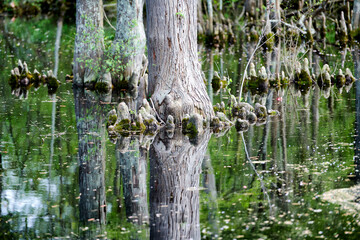 Tree reflection in a swamp
