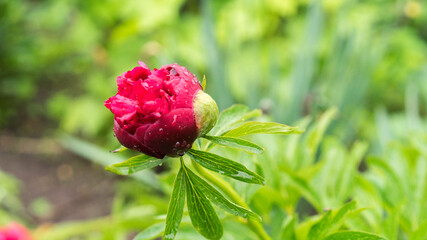 Close up fresh red peony flower in the garden. Copy space concept. Blurred background. Beautiful bokeh.