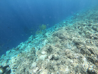 Schools of colorful tropical fish swimming around corals in a tropical reef in Maldives.