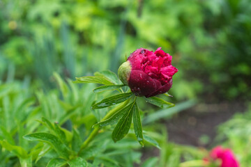 Close up fresh red peony flower in the garden. Copy space concept. Blurred background. Beautiful bokeh.