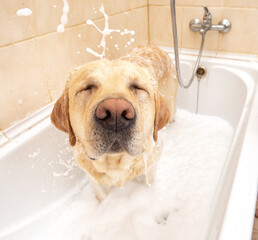 A dog taking a shower with soap and water