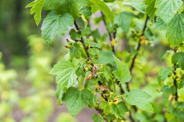 branch of a tree with green berries. Green currant after the rain in spring. Agriculture and farming concept. Selective focus. Beautiful bokeh