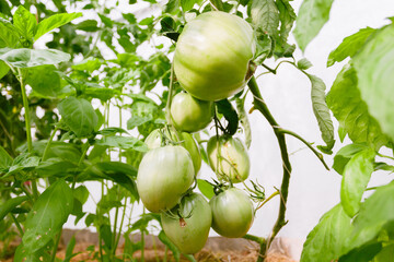 Green tomatoes in the greenhouse