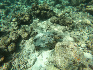 Tortoise Turtle - Eretmochelys imbricata floats under water. Maldives Indian Ocean coral reef.