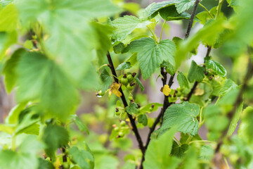 branch of a tree with green berries. Green currant after the rain in spring in garden. Agriculture and farming concept. Selective focus. Beautiful bokeh