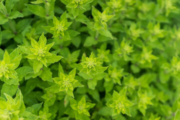close up of a plant. close up of herbs in garden, close up of green grass, decorative mint, green grass pattern, sprig season. Selective focus