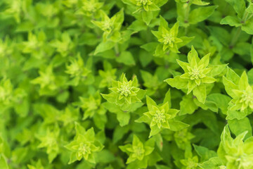 close up of herbs in garden, close up of green grass, decorative mint, green grass pattern, sprig season. Selective focus