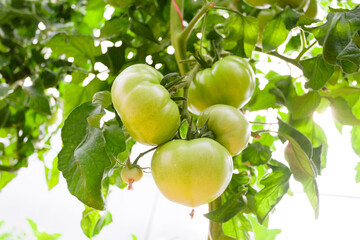 Green tomatoes in the greenhouse