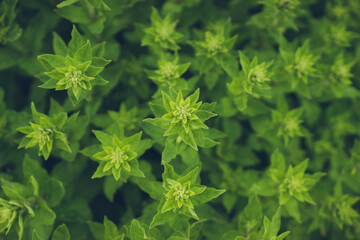 close up of green grass, decorative mint, green grass pattern, sprig season. Selective focus