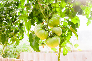 Green tomatoes in the greenhouse