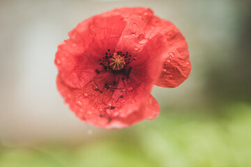 poppy flower with water droplets