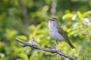 The red-eyed vireo (Vireo olivaceus)