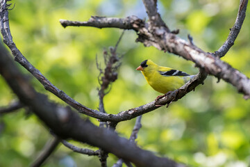 Male American goldfinch (Spinus tristis)