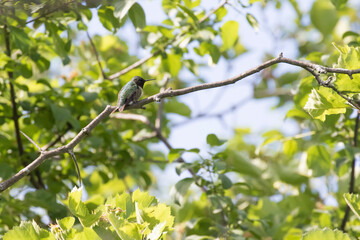 Obraz premium The ruby-throated hummingbird (Archilochus colubris)