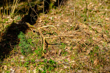 chaotic spring forest lush with messy tree trunks and some foliage.