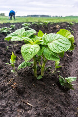 Young potato plant growing on the soil. Potato bush in the garden. Healthy young potato plant in an organic garden. Selective focus