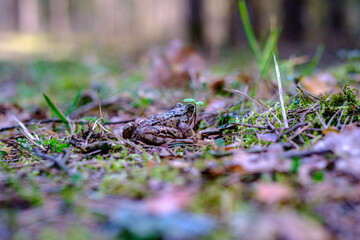 chaotic spring forest lush with messy tree trunks and some foliage.