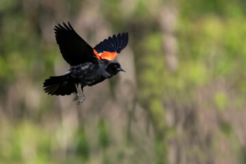 red-winged blackbird (Agelaius phoeniceus) in flight